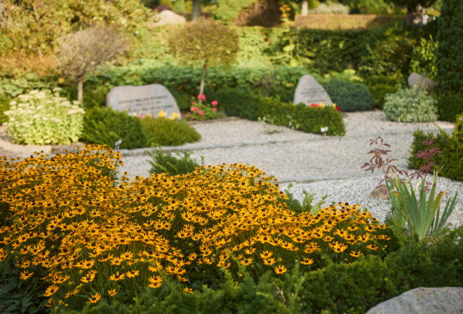 Gravsteder med gravsten adskilt af lave hække. I forgrunden ses gule blomster.