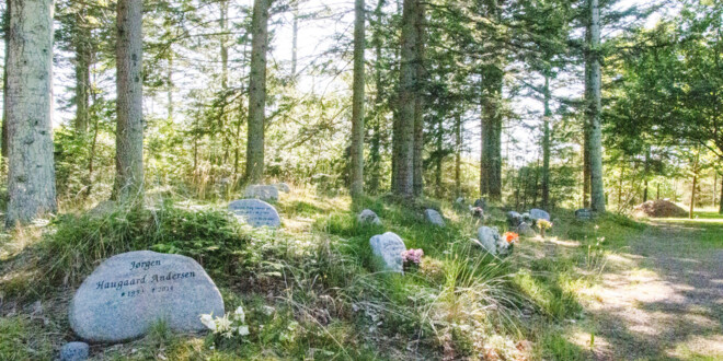 Gravsten omgivet af vild natur og høje træer på en skovkirkegård.