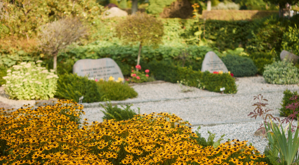 Gravsteder med gravsten adskilt af lave hække. I forgrunden ses gule blomster.