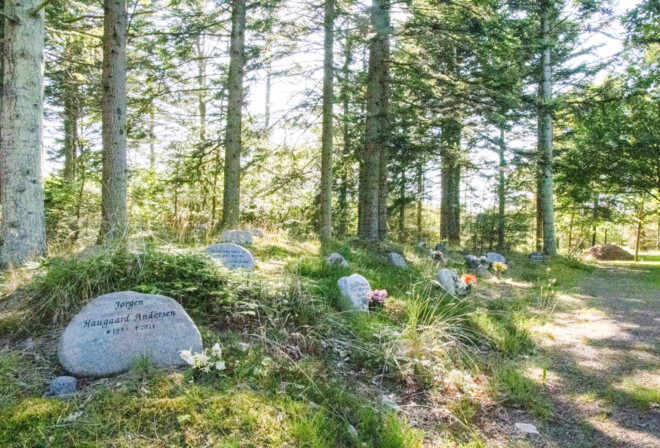 Gravsten omgivet af vild natur og høje træer på en skovkirkegård.
