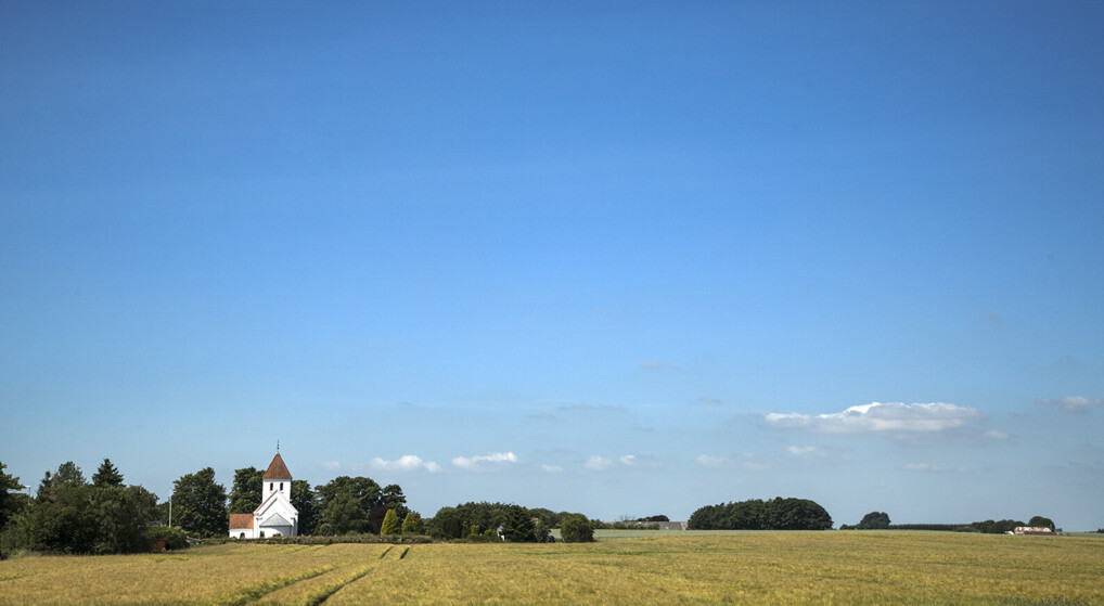 En hvid middelalderkirke i et sommerlandskab med kornmark og blå himmel